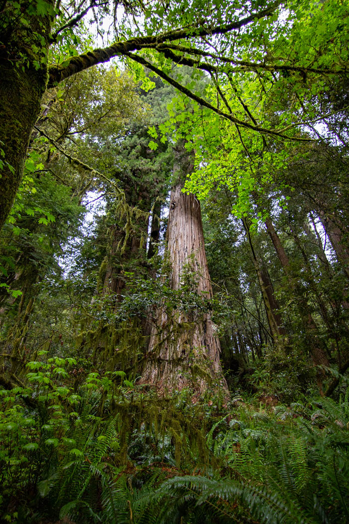 Hyperion redwood crown in Redwood National Park, canopy view