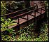 Wooden bridge at redwood