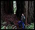 cluster of redwood trunks in Valley of Lost Groves