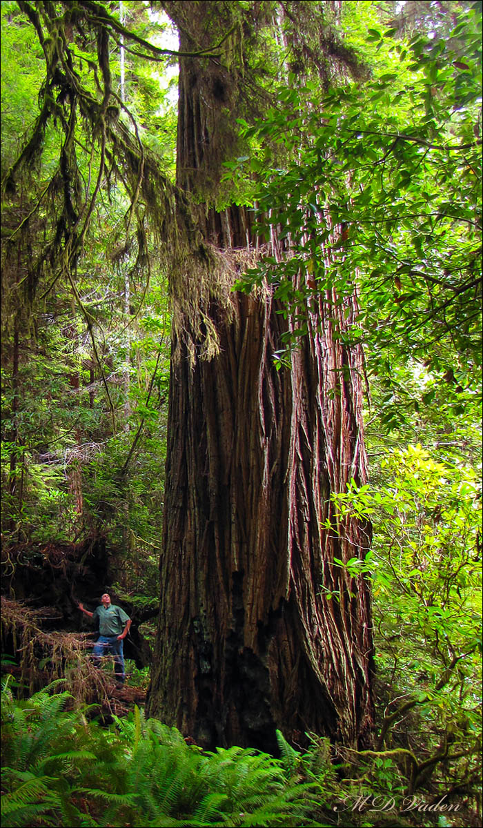 Orion Coast Redwood Grove in Redwood National Park