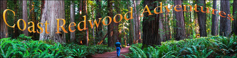 Big grove of Coast Redwoods with a man walking