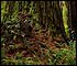 Widest coast redwood trunk