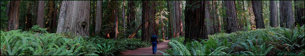 Tree Service Portland Arborist