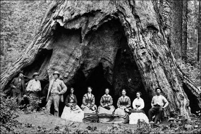 Pioneer Cabin  Giant Sequoia Historic Photo near Arnold and Calaveras
