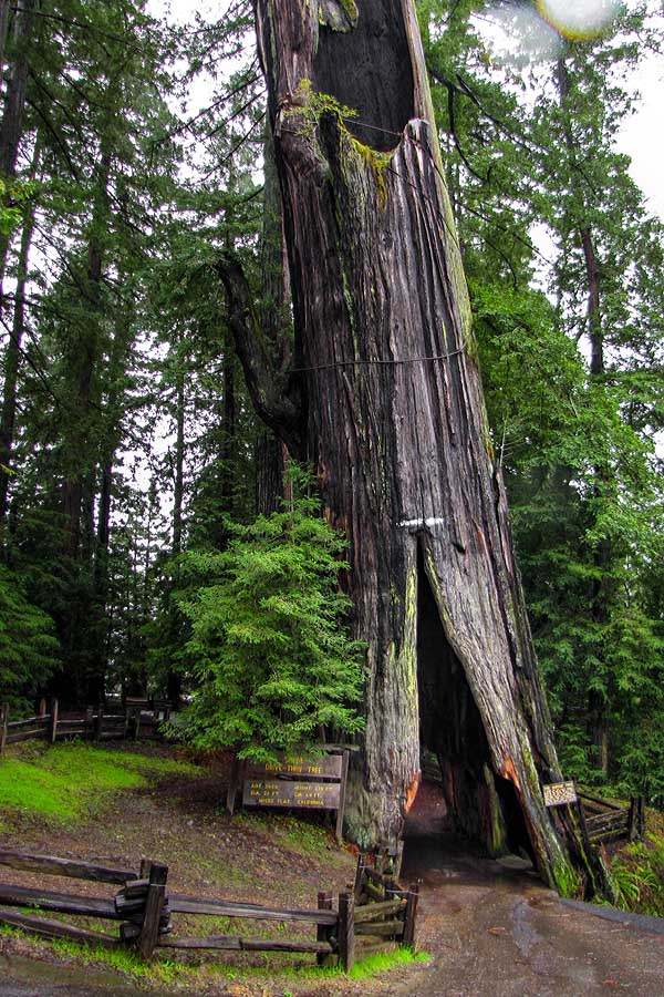 Shrine Redwood leaning, cracked