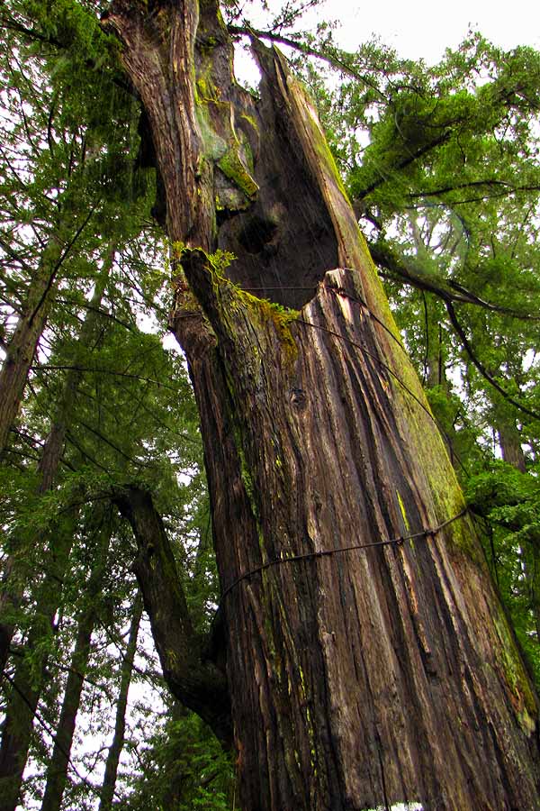 Shrine Redwood damaged