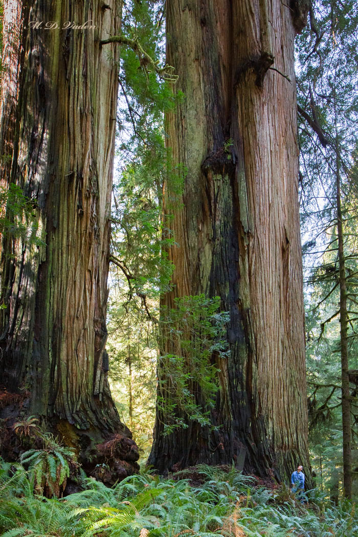 The Wall Coast Redwood Titan in Jedediah Smith Park