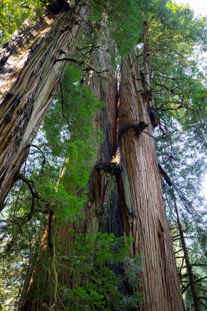 The Wall double trunk coast redwood titan aka Trump Tower