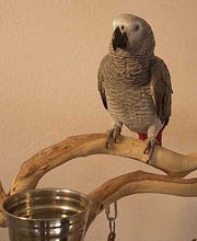 african grey parrot on perch