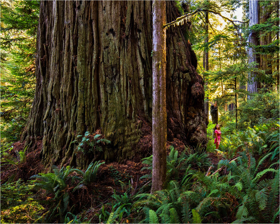 Coast Redwoods Information Introduction