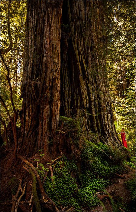 Lost Monarch Coast Redwood in Grove of Titans