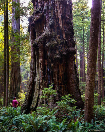 burl coast redwood near grove of titans