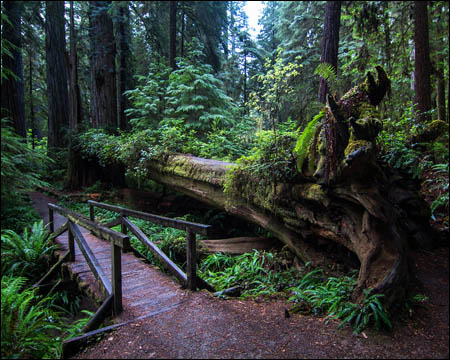 Coast Redwoods at boyscout redwood trail