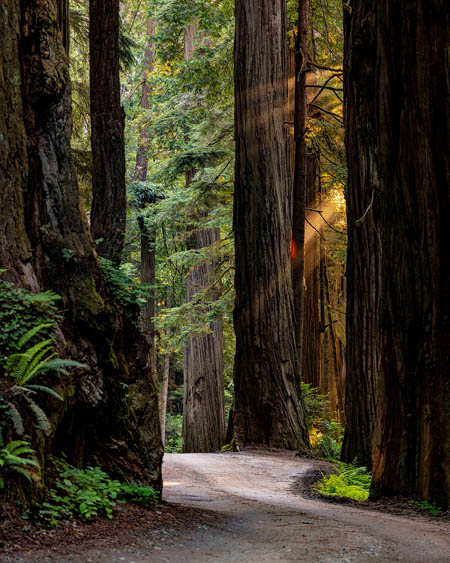 coast redwood forest and howland hill road