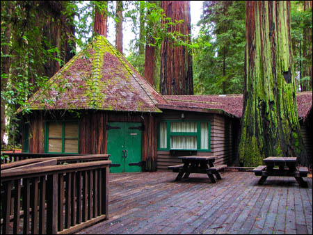 Coast redwood trunks and richardson grove visitor center