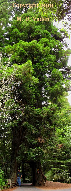 Giant Redwood Drive Thru