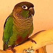 Safe Wood for Perches, Perches for Cages, Parakeets, Guide
