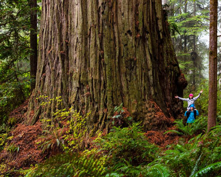 huge coast redwood near grove of titans