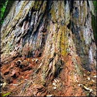 Hyperion coast redwood wear around trunk base