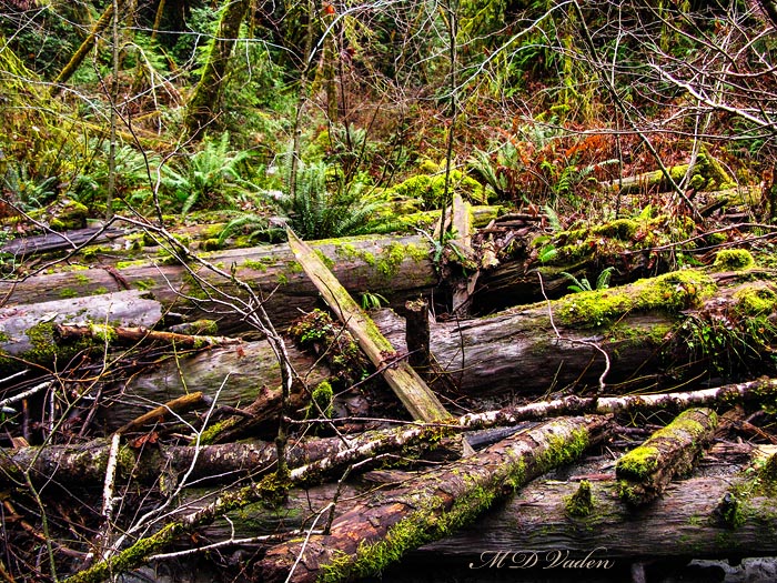 Fallen logs in Hyperion Valley of Redwood National Park