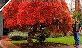 Japanese Maple pruning and fall color