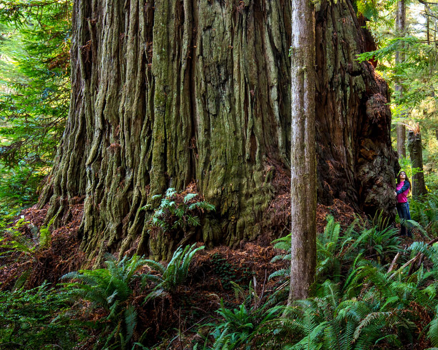 Grogans Fault redwood, wider than famous redwoods Grove of Titans