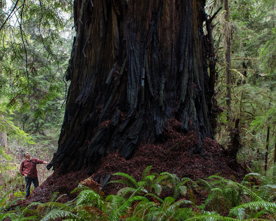 Grogans Fault redwood, wider than famous redwoods Grove of Titans