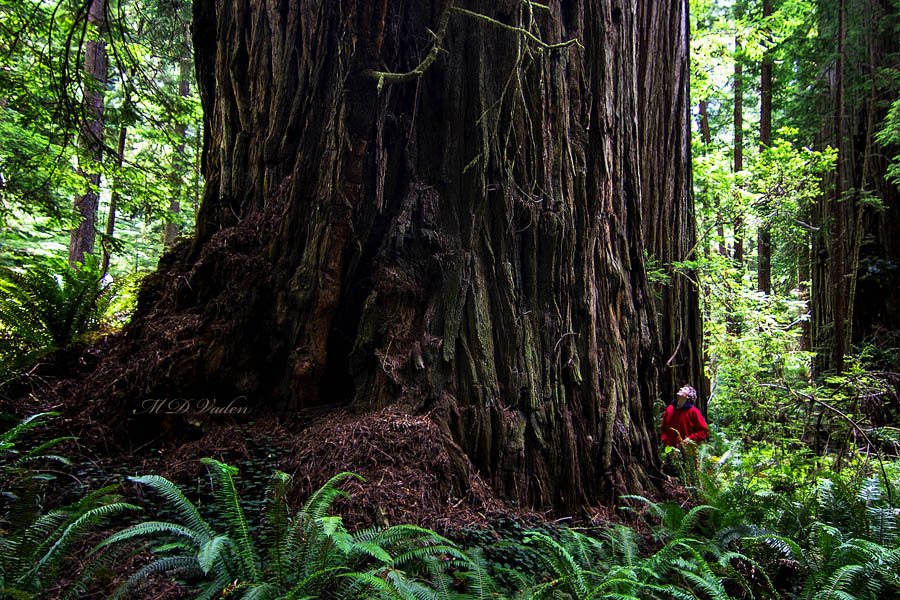 Largest Coast Redwoods of Redwood National and State Parks