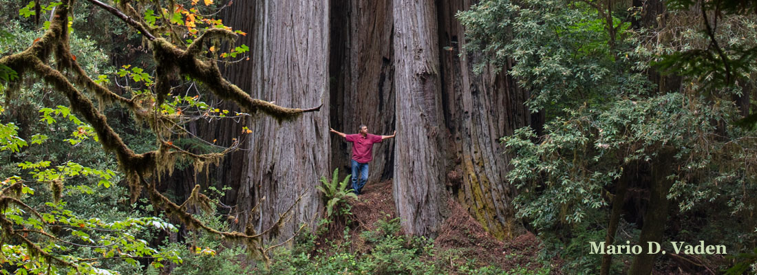 Medford and Ashland Oregon arborist and landscape expert in forest