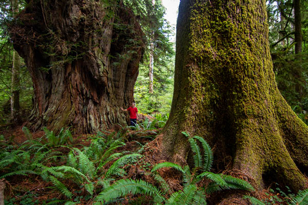 coast redwood called mother lode and old growth sitka spruce