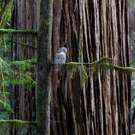 owl perched on coast redwood