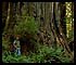 Huge redwood in forest