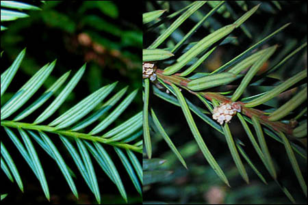 Coast Redwood foliage needles