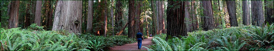 Tall Coast Redwoods along Hiking Trail.
