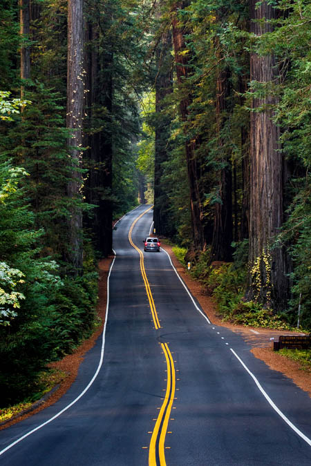 coast redwood forest along avenue of the giants