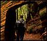 redwood national park hiking trail and log with hiker