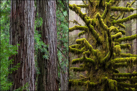 redwoods moss and bark in redwood national park