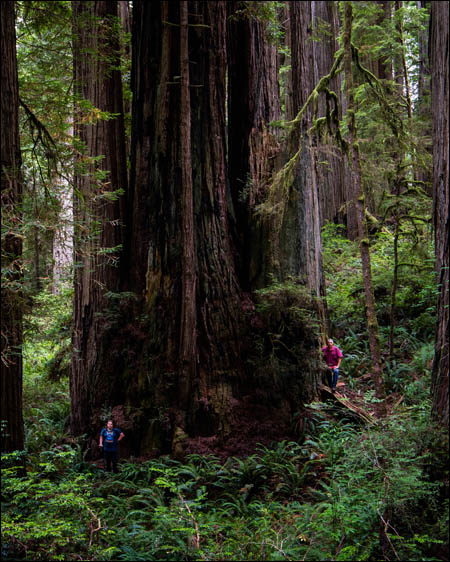A coast redwood with men by the trunk