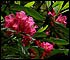 Rhododendron in Redwood forest