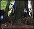 Travelers under redwoods