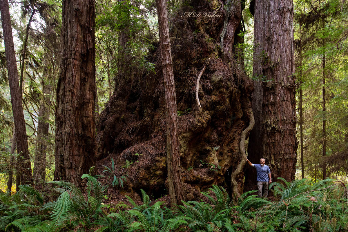 Redwood called Super Colossus in Redwood National and State Parks