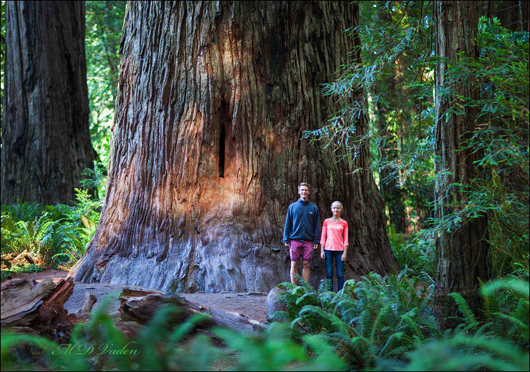 Jedediah Smith Stout Grove Redwood Forest Art Photograph