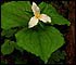 Trillium ovatum and Coast Redwood