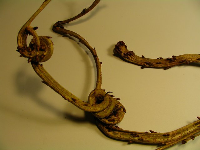 Fasciated Flowering Cherry twig