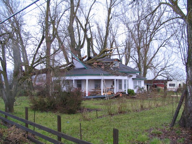 House smashed by trunk which fell during a storm