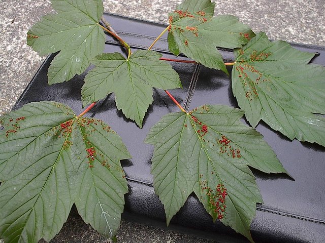 Bladder mites on maple leaves