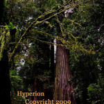 Hyperion Redwood. World's Tallest.
